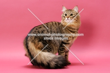 Brown Mackerel Tabby Norwegian Forest Cat
