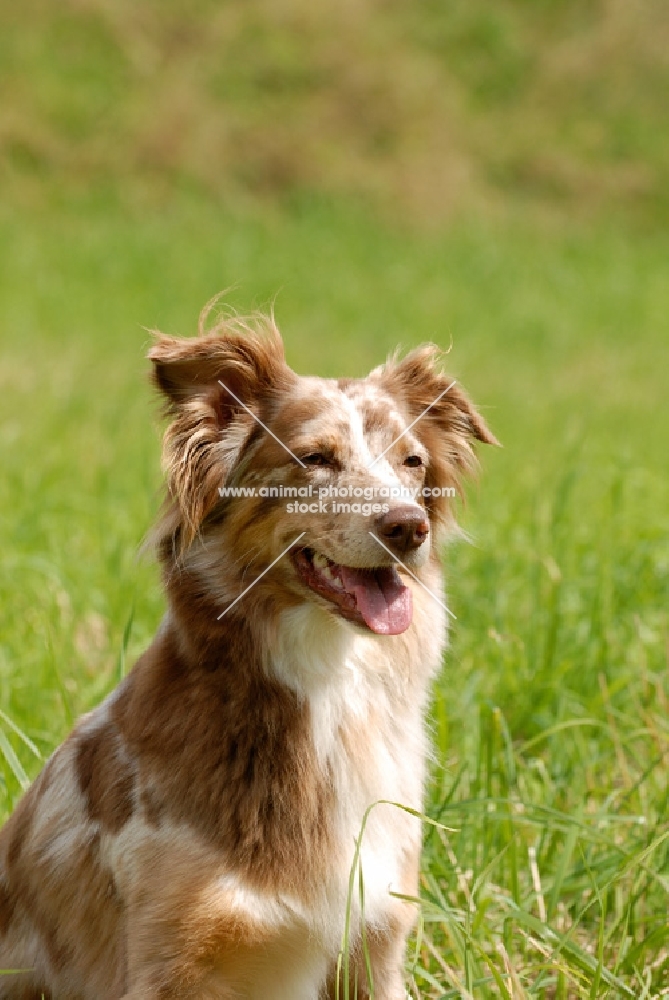 Australian Shepherd working type