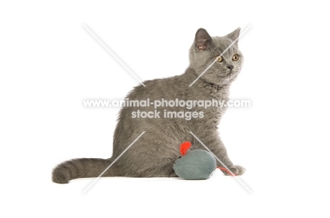 british shorthaired kitten with toy mouse isolated on a white background