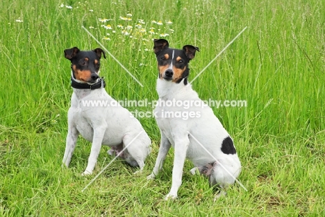two Ratonero Bodeguero dogs (aka Andalusian Rat Hunting Dog, perro Bodeguero Andaluz)