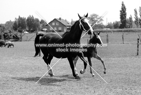 gelderland mare and foal in holland