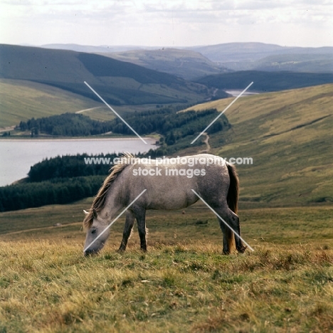 welsh mountain pony on the brecon beacons with reservour in background