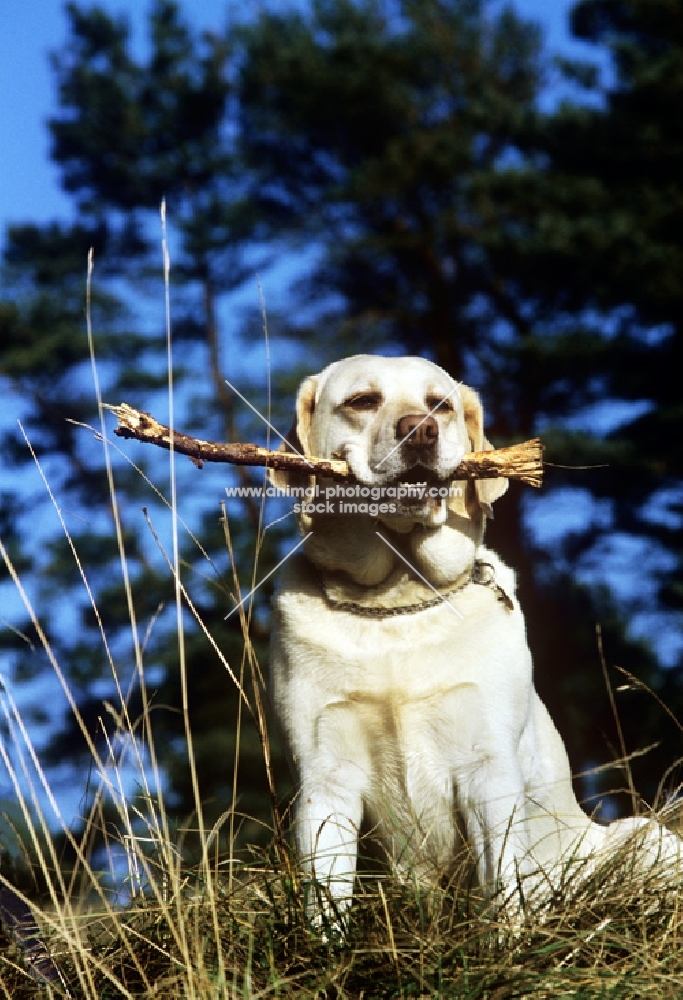 labrador carrying stick