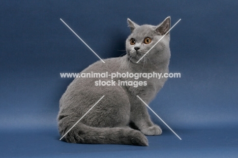 blue British Shorthair, sitting