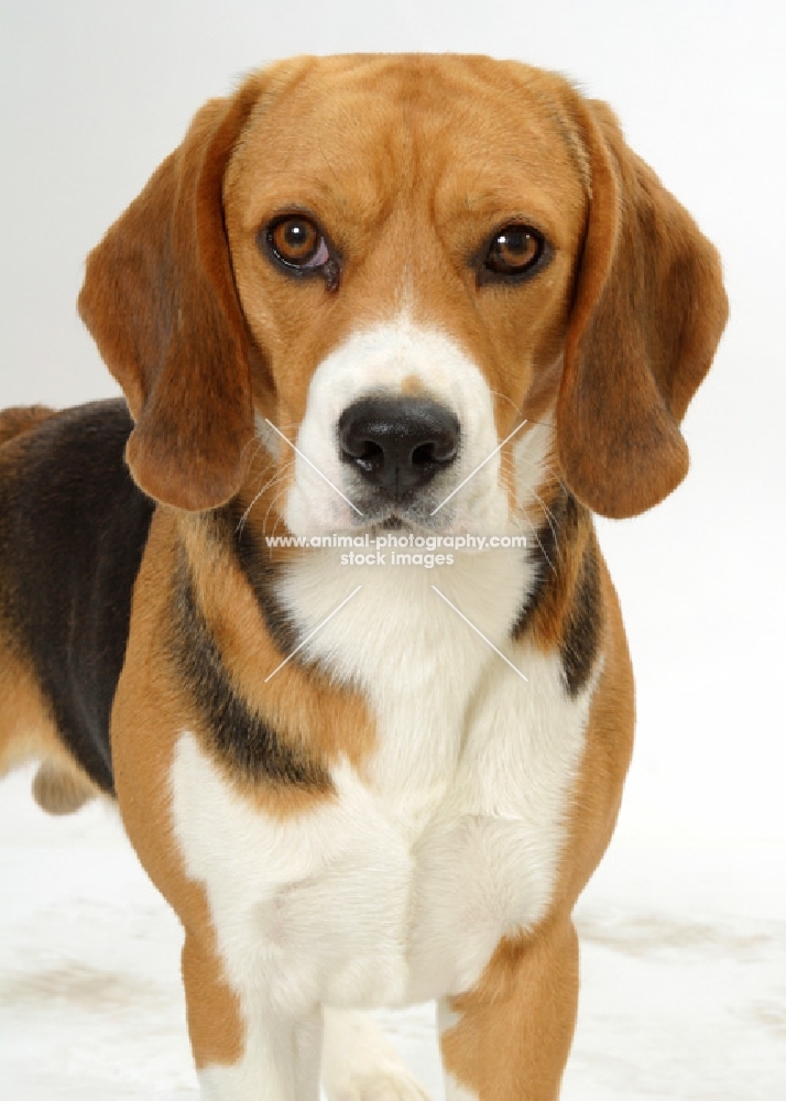 beagle portrait on white background