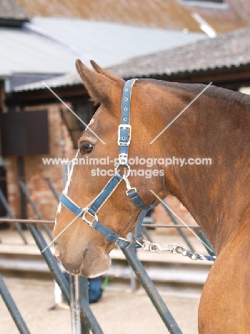 brown Cob wearing halter