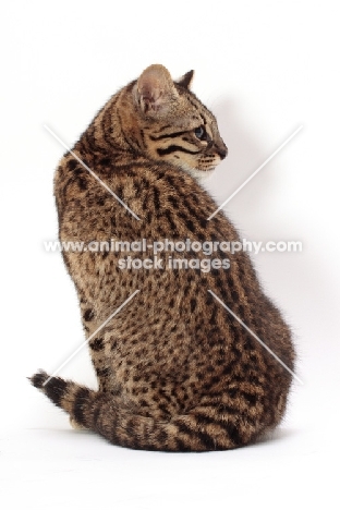 Golden Spotted Tabby Geoffroy's cat back view