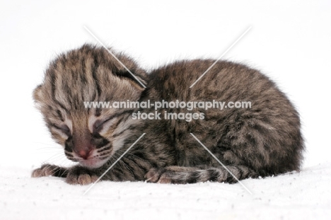 1 week old Geoffroy's kitten, Brown Spotted Tabby