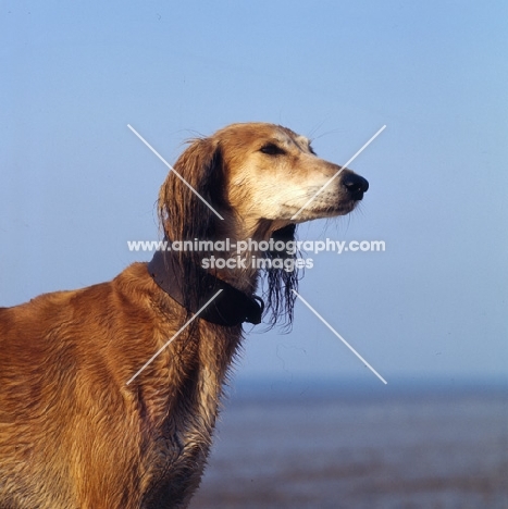 saluki head study with sea background