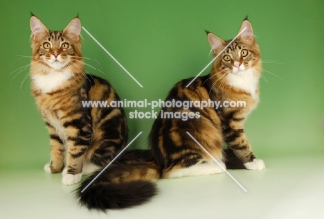 two brown tabby and white maine coon cats