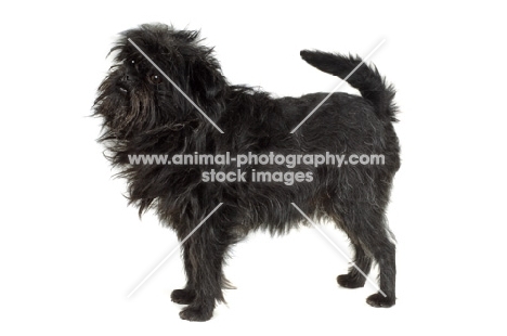 Affenpinscher side view