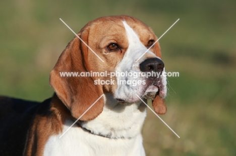 Beagle portrait