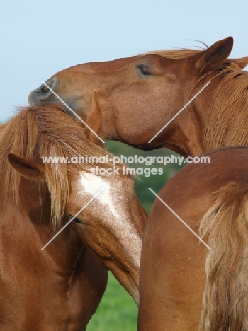 Suffolk Punches grooming each other