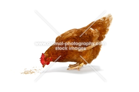 Rhode Island Red eating