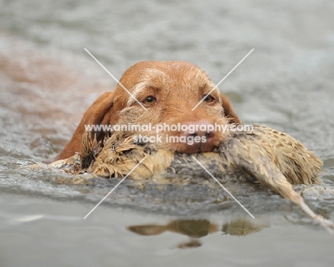 Hungarian Wirehaired Vizsla retrieving bird from water