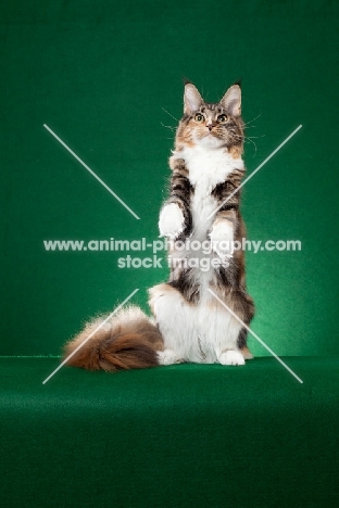 Maine Coon cat standing on hind legs on green background