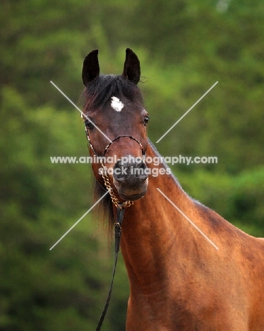 Arab (Egyptian) horse looking towards camera with green background