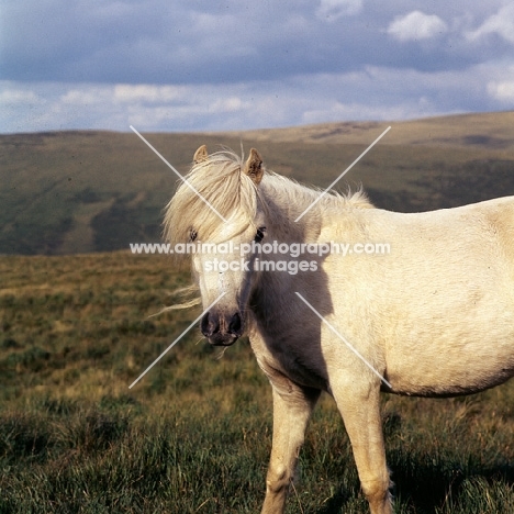 welsh mountain pony on brecon beacons