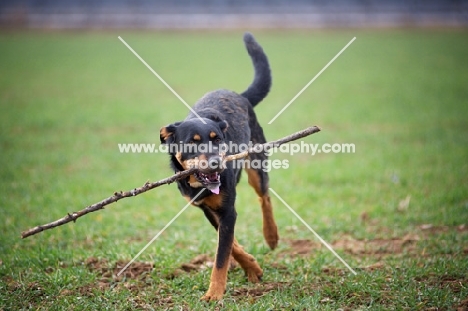 black and tan dog playing with a stick in a field