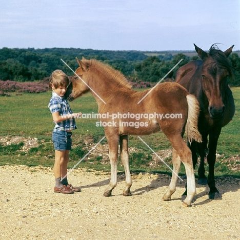 new forest foal nuzzles a young boy in the new forest
