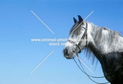 dales pony with blue sky