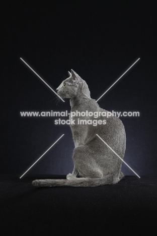 Russian Blue on black background