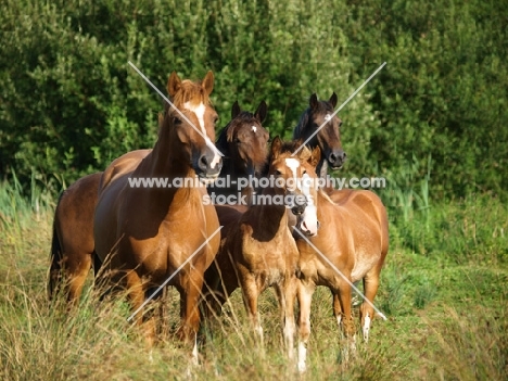 group of Welsh Cobs (section d)