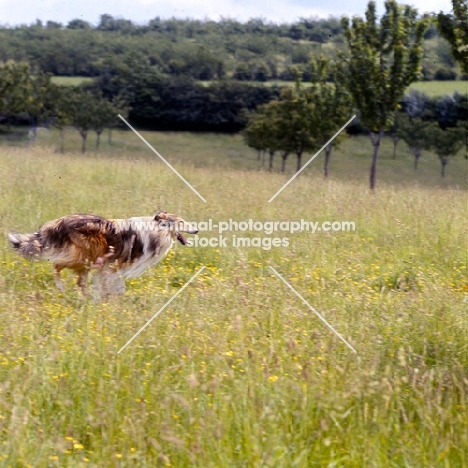 rough collie running in a field