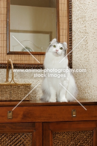 American Curl sitting in hallway