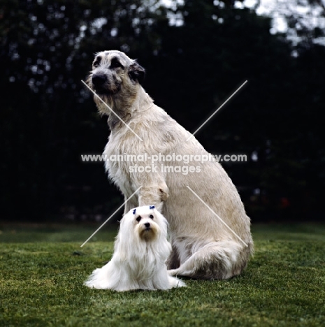 irish wolfshound and maltese from snowgoose