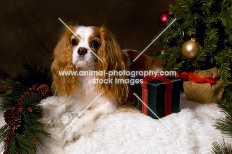 cavalier king charles spaniel near gifts