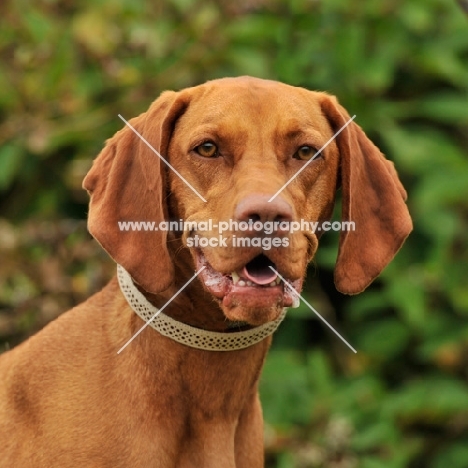 hungarian vizsla