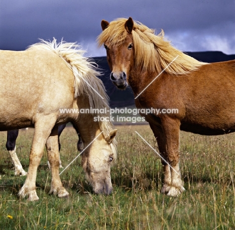Iceland horses at Kalfstindar