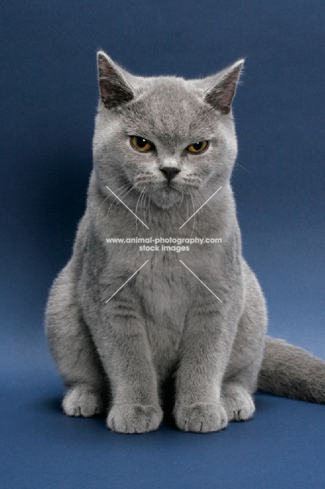 British Shorthair sitting, looking annoyed