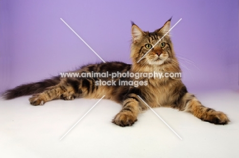 brown tabby maine coon lying on purple background