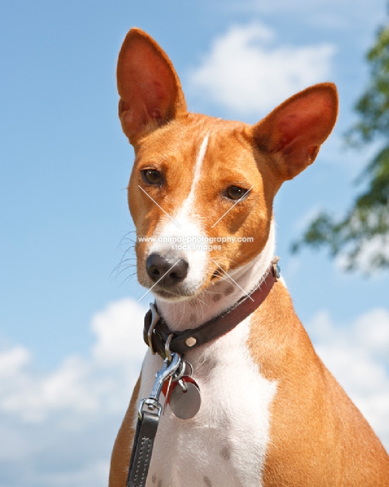 Basenji Portrait