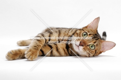 Brown Spotted Tabby Bengal on white background, lying down