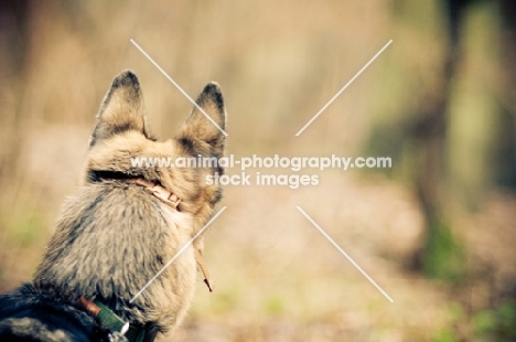 German Shepherd Dog, back view