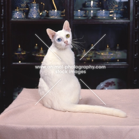 Kao Manee cat, sitting on table