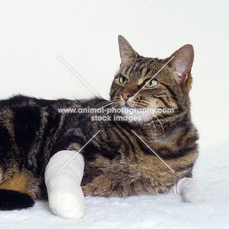 tabby cat at the vets with bandaged front legs
