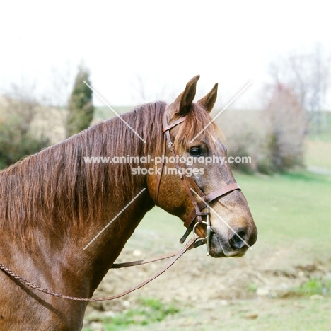 cold saturday blarney ben don, morgan horse, head study, traditional morgan