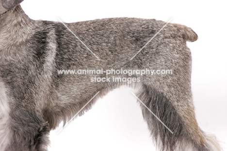 Salt & Pepper Schnauzer, Australian Champion, coat close up