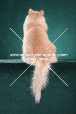 Siberian cat, back view