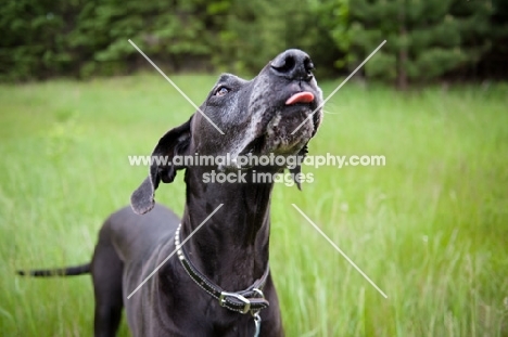 Black Great Dane standing in long grass with tongue out.
