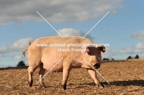 British Landrace sow