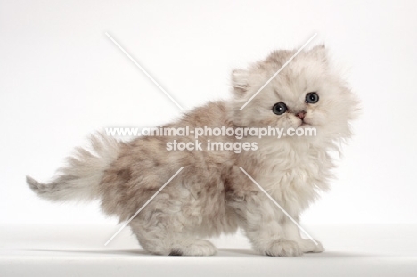 Chinchilla Silver Persian kitten, side view