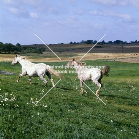 mare and foal, knabstrups, cantering off