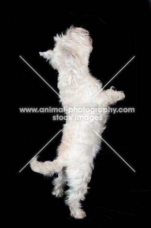 West Highland White Terrier standing on hind legs