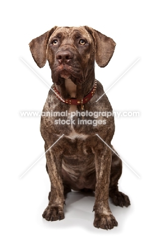 young Dogo Canario