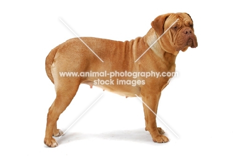 Dogue de Bordeaux standing posed